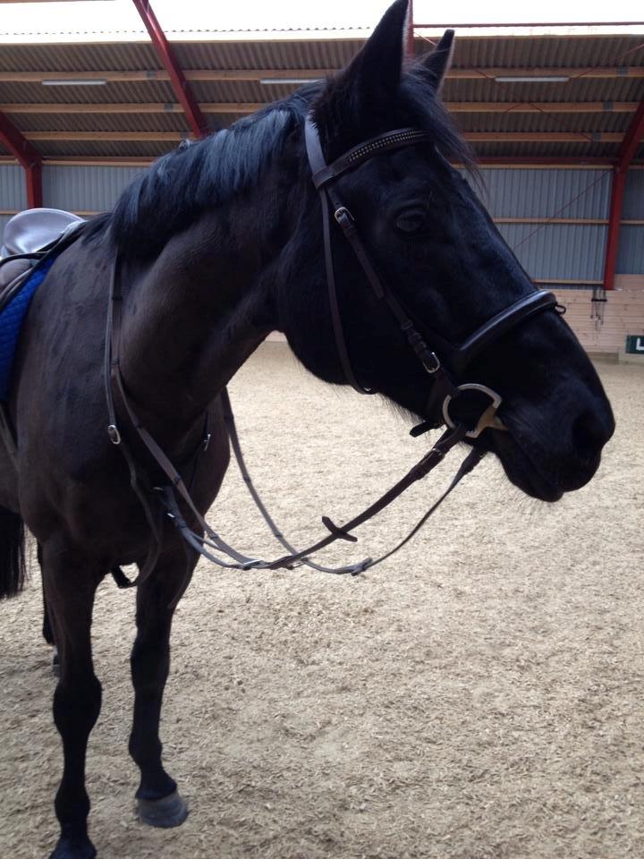 Anden særlig race Willow - Willow efter den første ridetur. billede 8