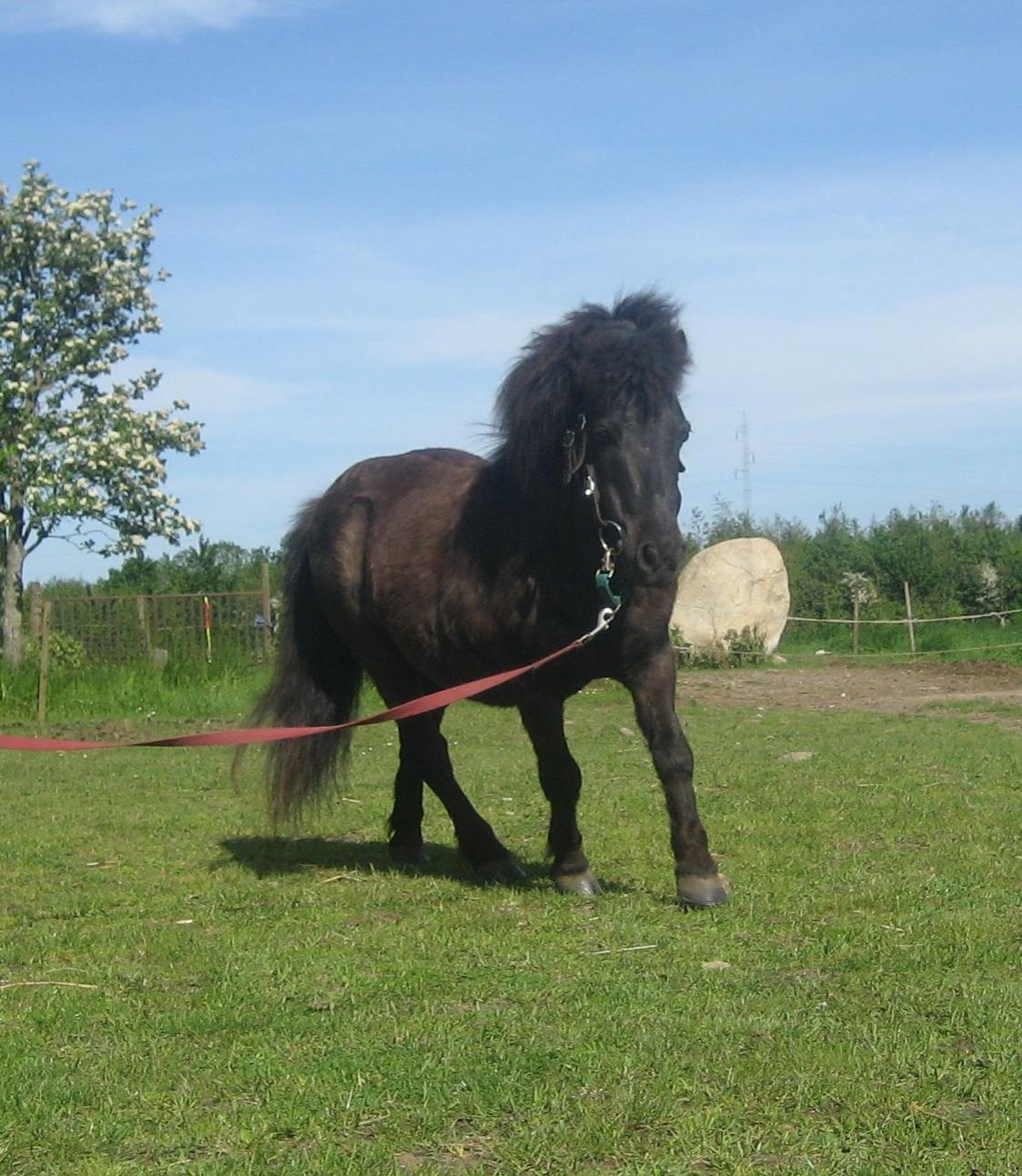 Shetlænder Laban (Moffe) billede 12