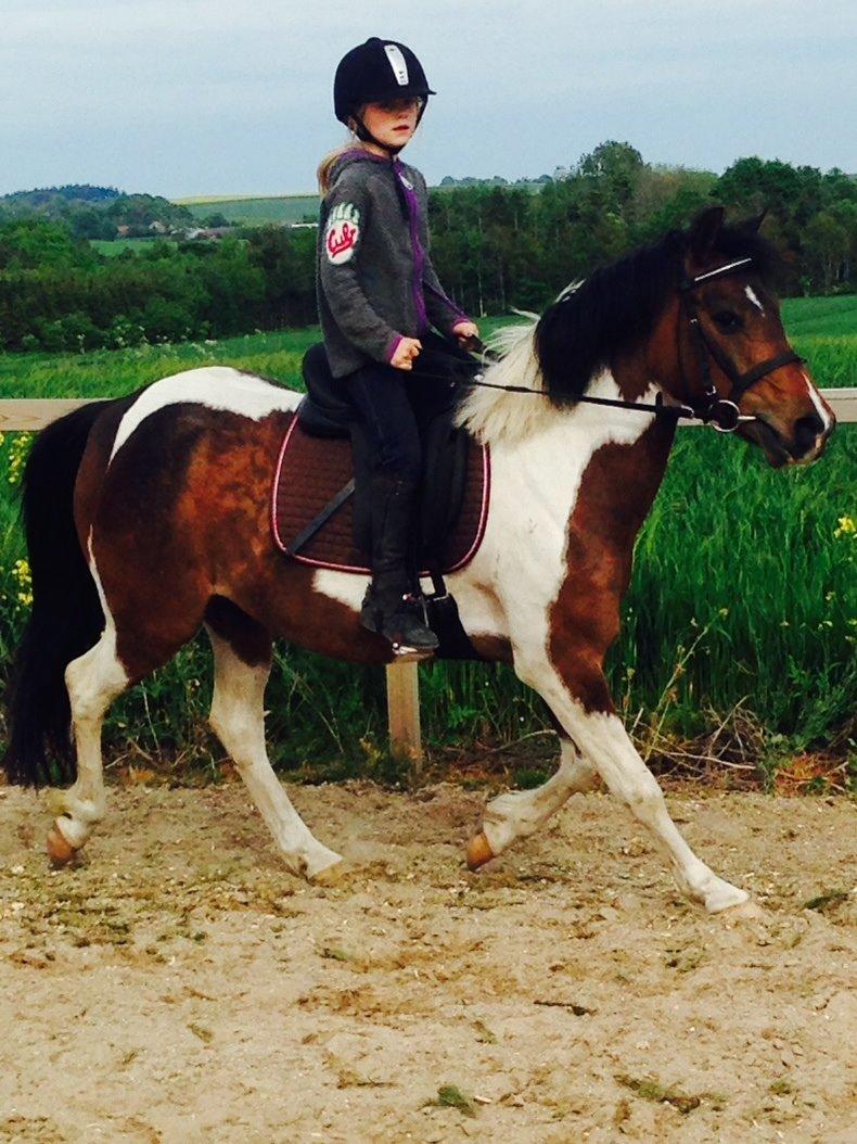 Anden særlig race Armani  billede 2