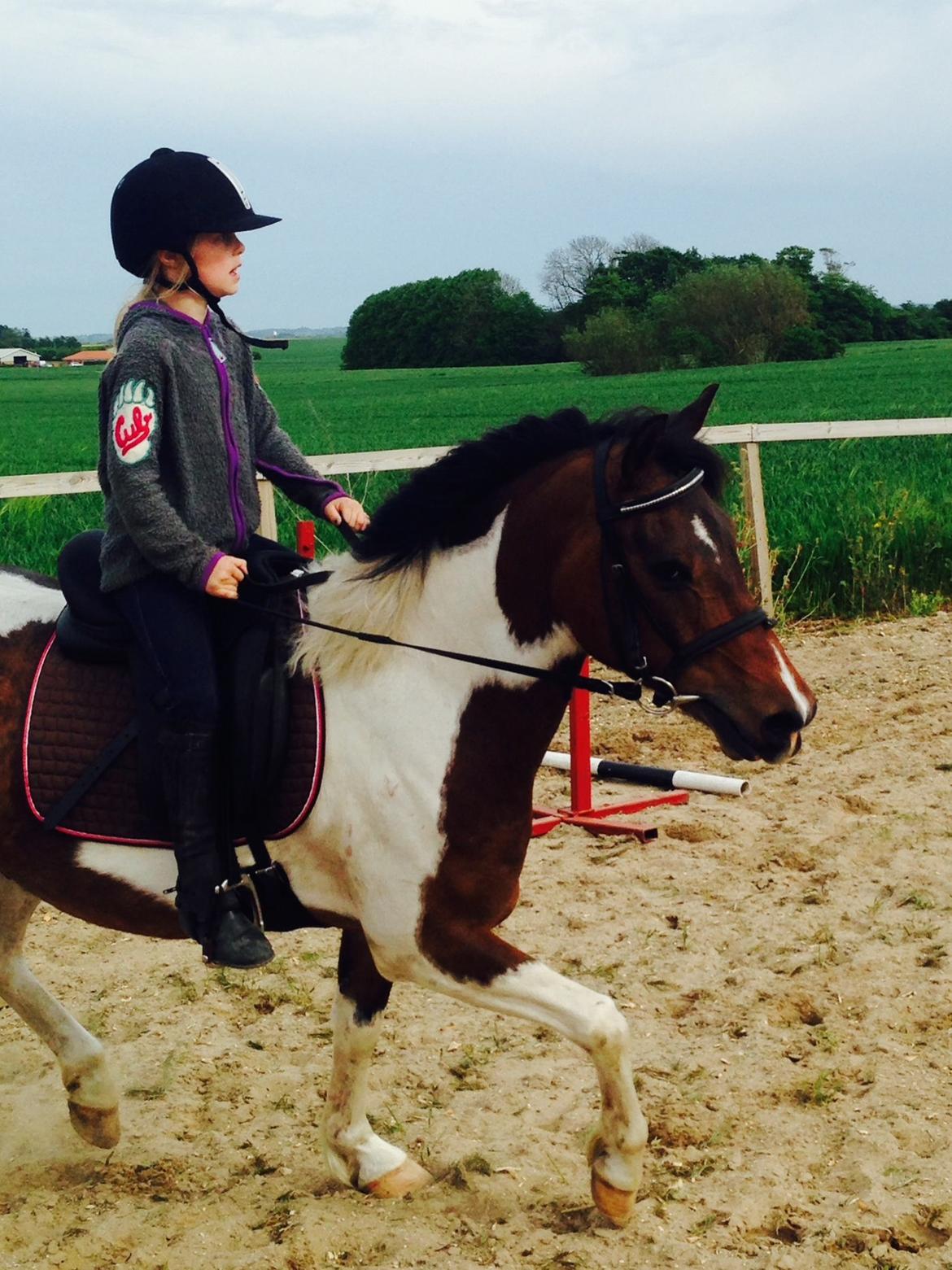 Anden særlig race Armani  billede 3