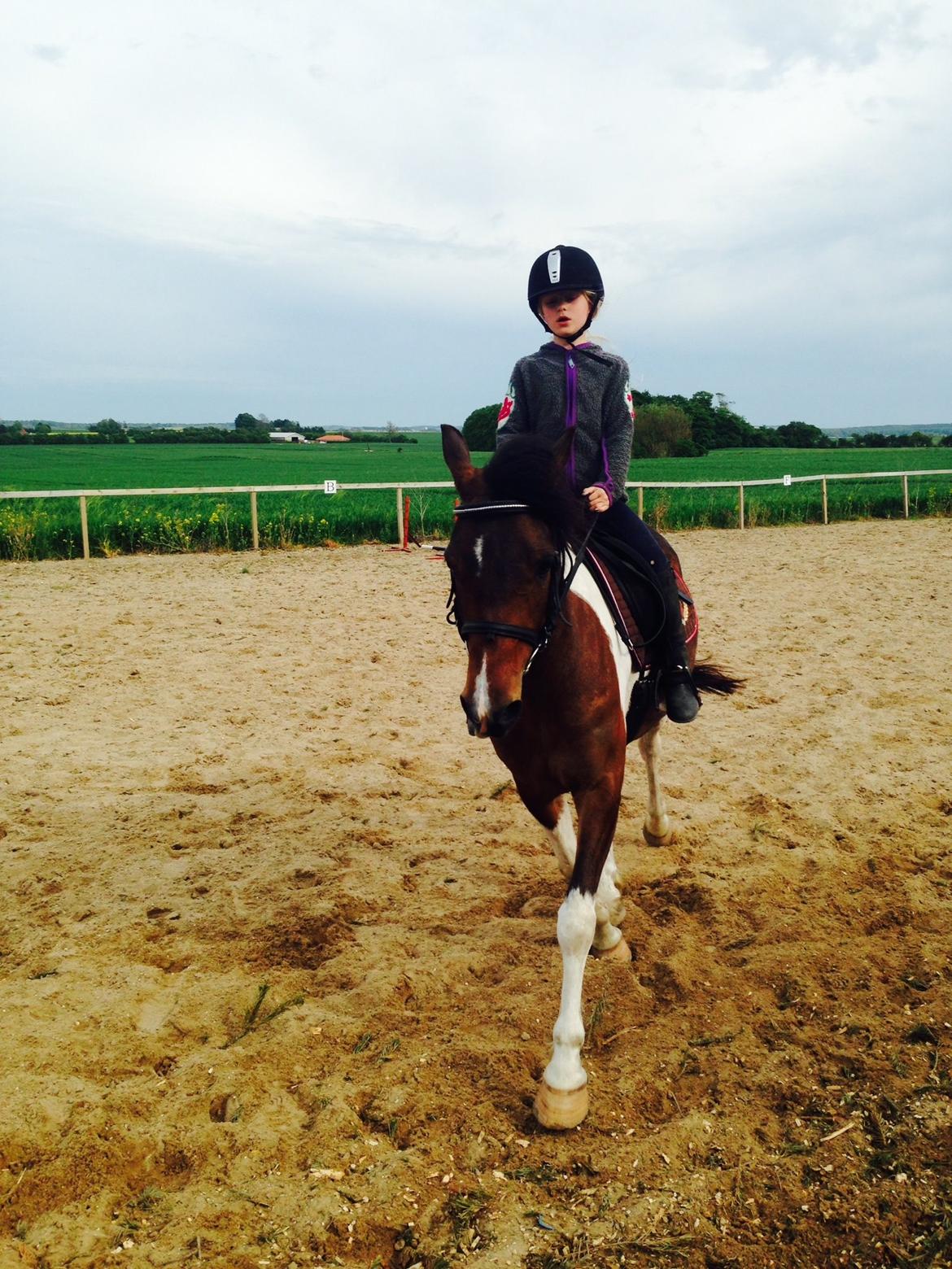 Anden særlig race Armani  billede 4