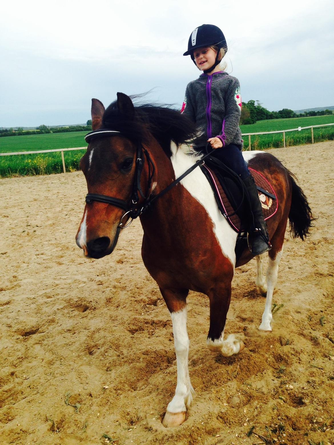 Anden særlig race Armani  billede 5