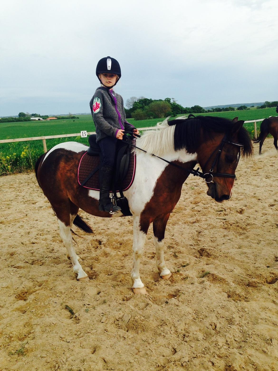 Anden særlig race Armani  billede 6