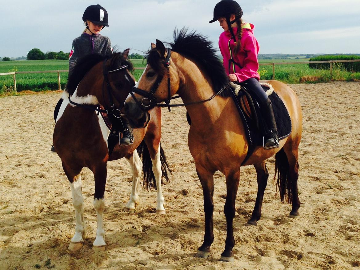 Anden særlig race Armani  billede 7