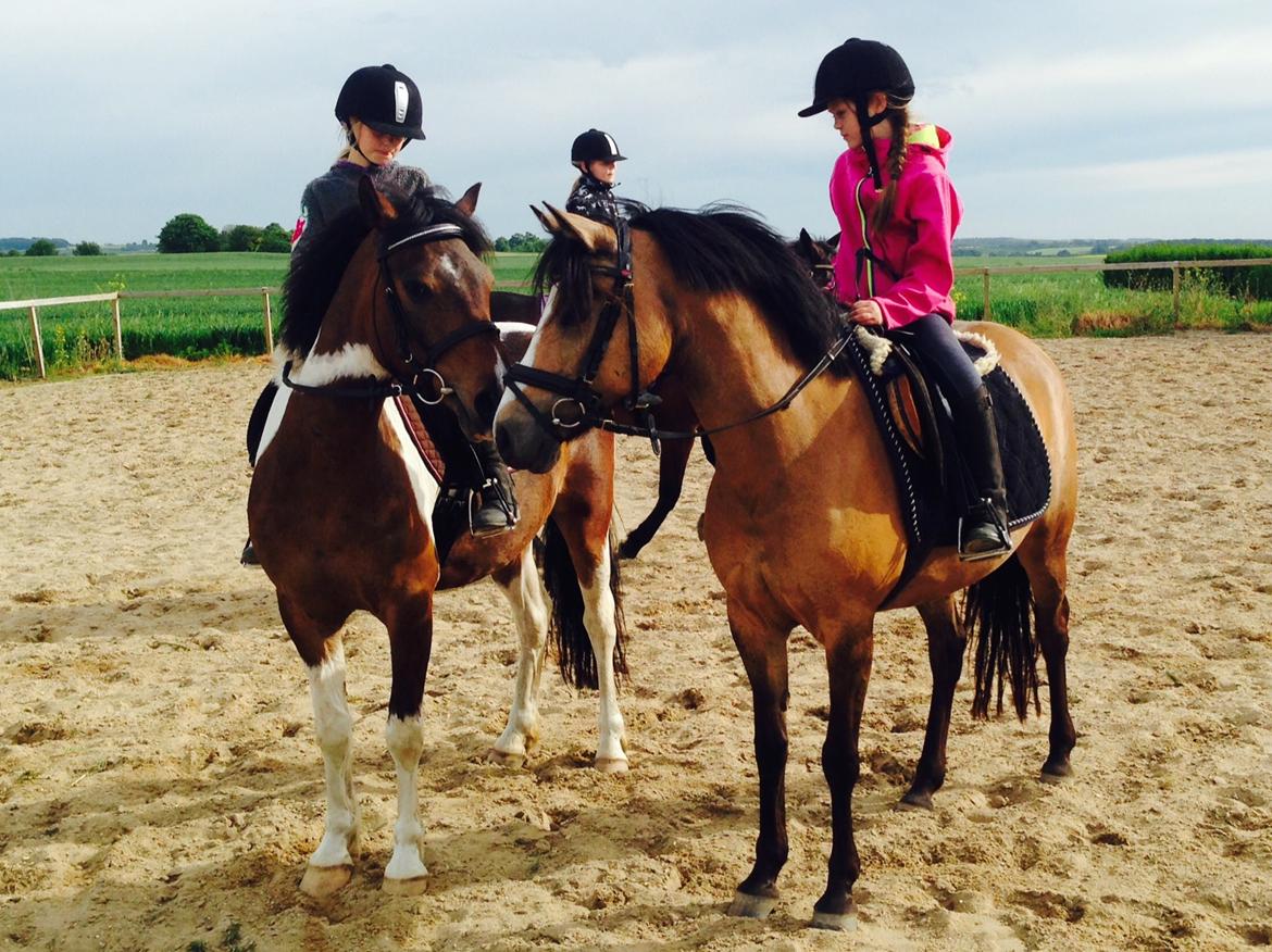 Anden særlig race Armani  billede 8