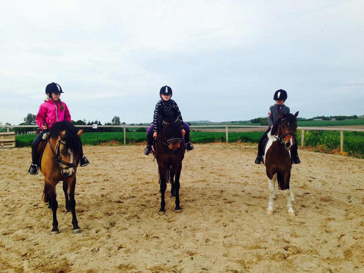 Anden særlig race Armani  billede 9