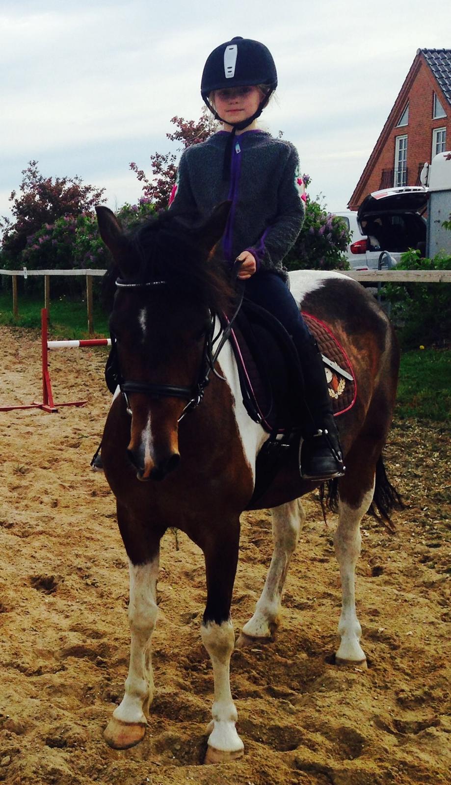 Anden særlig race Armani  - Velkommen hjem Manse forår 14 billede 1