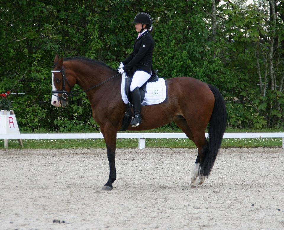 Dansk Varmblod Lady Dancer - Stævne i Sdr. Hygum  billede 9