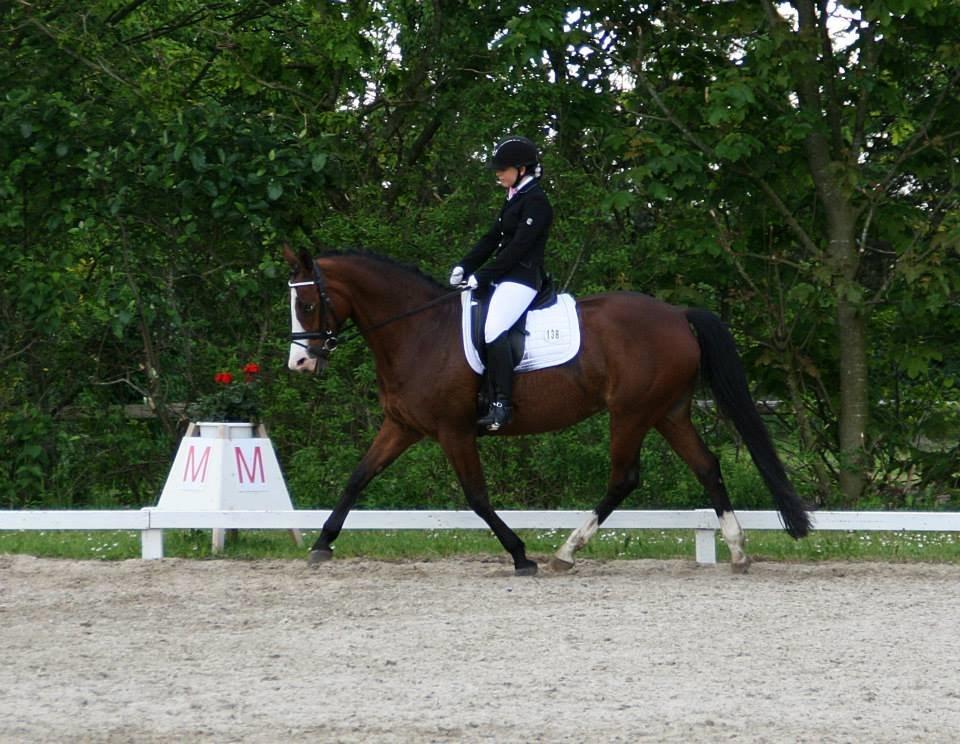 Dansk Varmblod Lady Dancer - Stævne i Sdr. Hygum  billede 12