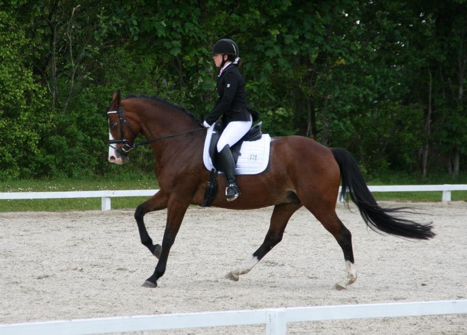Dansk Varmblod Lady Dancer - Stævne i Sdr. Hygum  billede 10