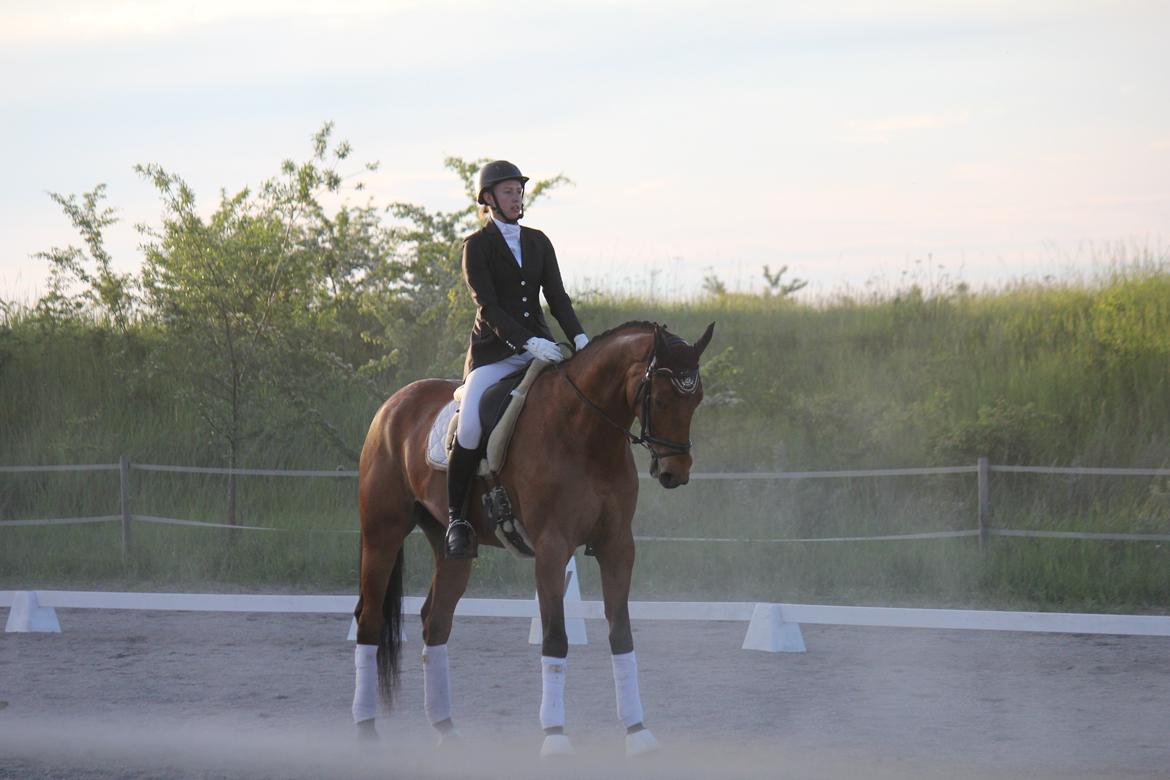 Dansk Varmblod Parino Macal billede 9