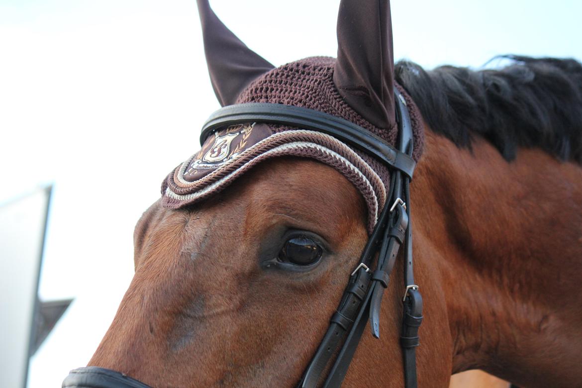 Dansk Varmblod Parino Macal billede 10