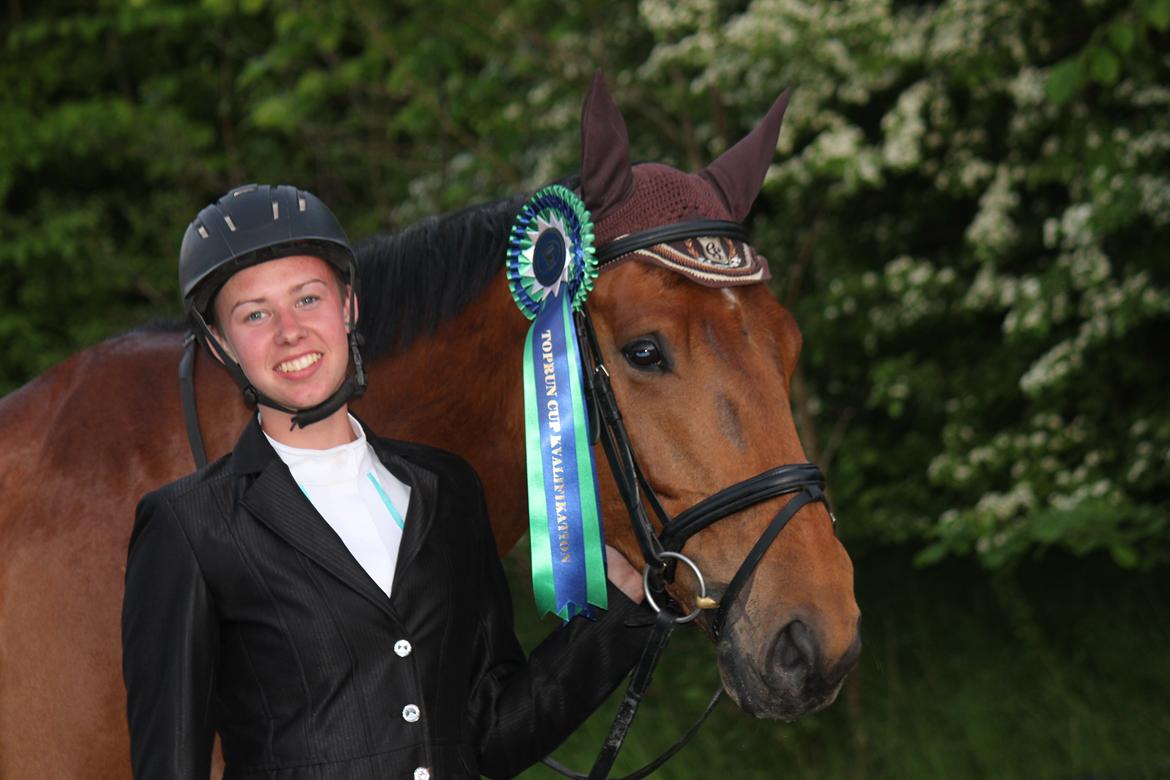 Dansk Varmblod Parino Macal billede 11