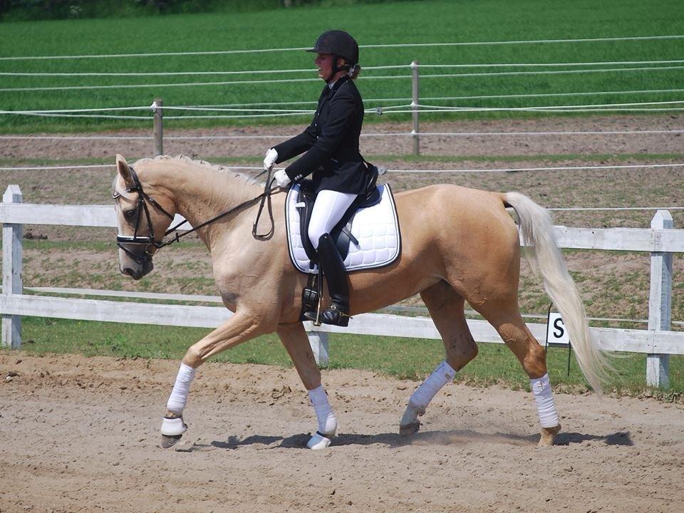 Palomino Solheim's Ramina - RDH Hoppe billede 1