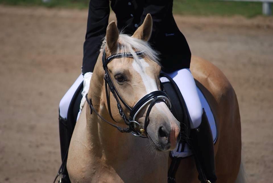 Palomino Solheim's Ramina - RDH Hoppe billede 16