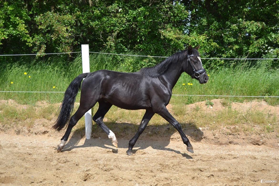 Welsh Pony (sec B) Bobby billede 12