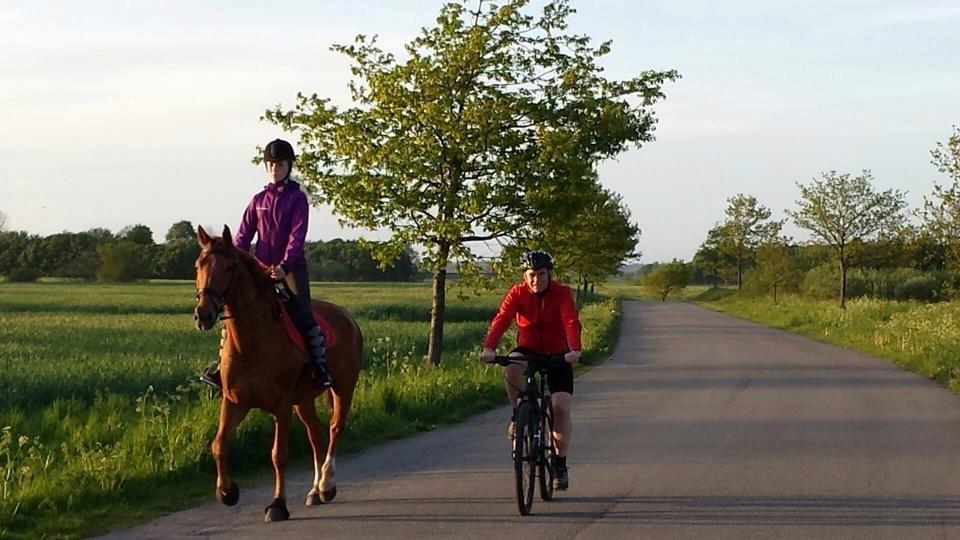 Tysk Oldenburger Lucky Lukas - Første gang i trafikken :-) billede 7