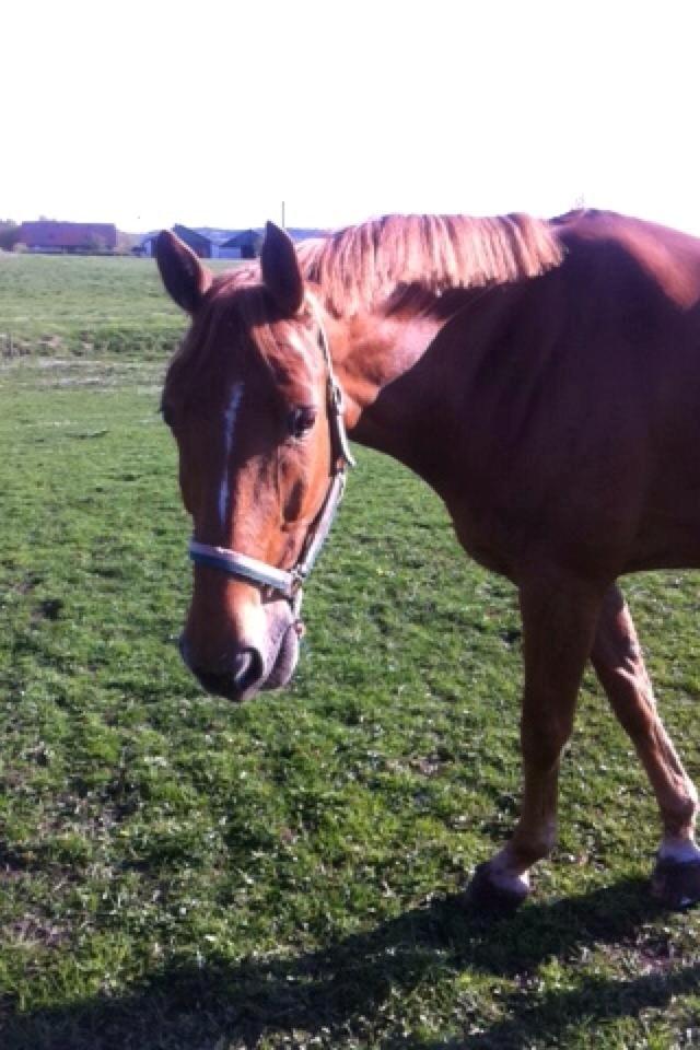 Tysk Oldenburger Lucky Lukas billede 8