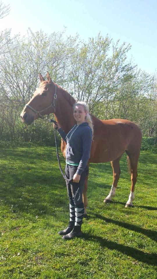 Tysk Oldenburger Lucky Lukas - D. 26/4 da jeg fik stjernen hjem! :-) billede 10