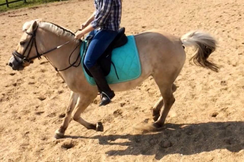 Fjordhest Mia HR - 2013? billede 4