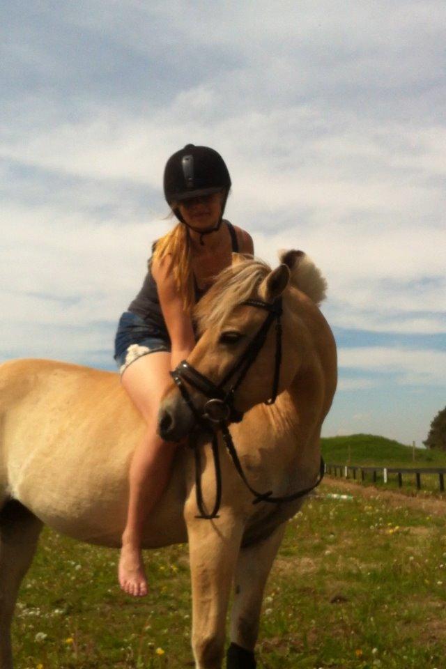 Fjordhest Mia HR - 💜 billede 7