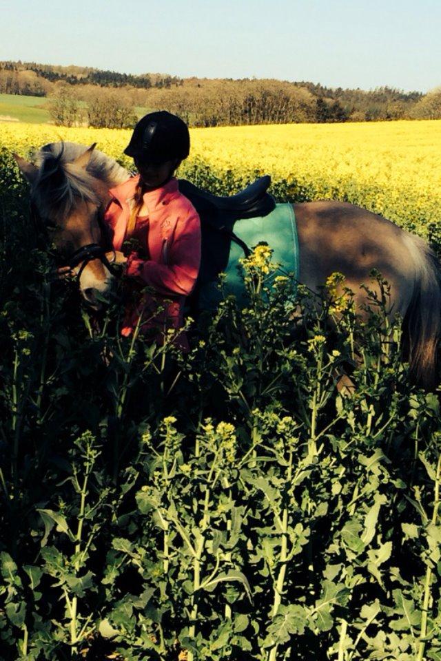 Fjordhest Mia HR billede 8