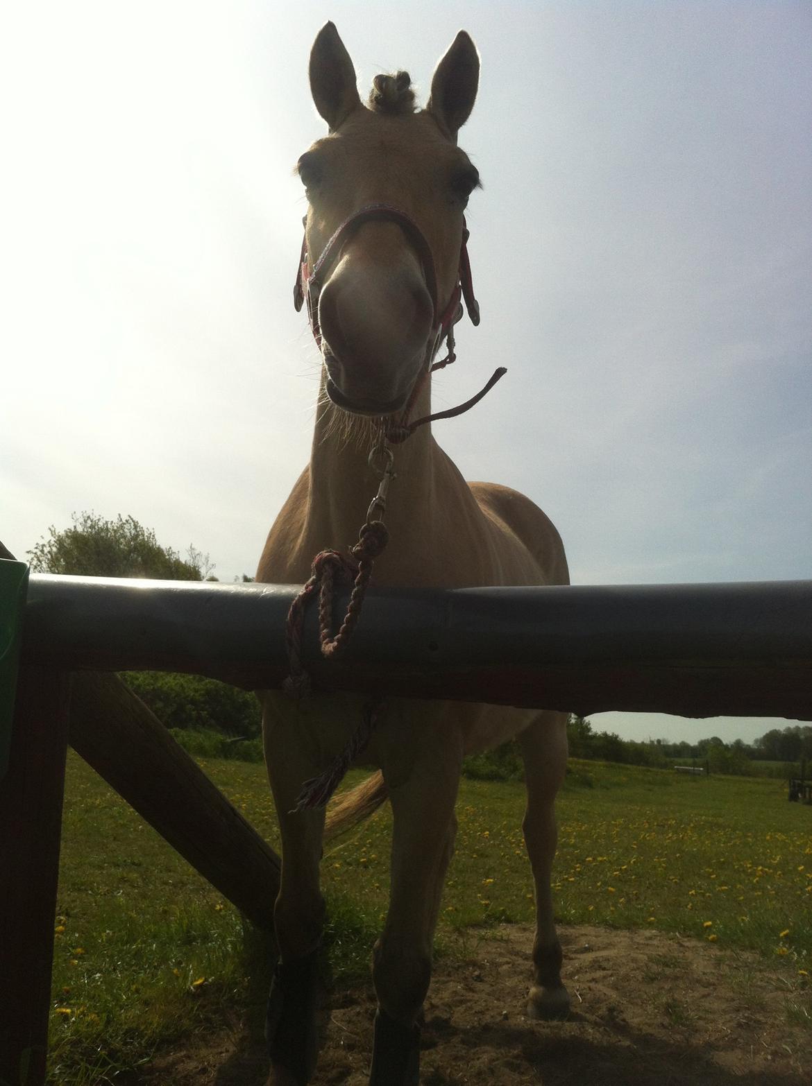 Fjordhest Mia HR billede 9