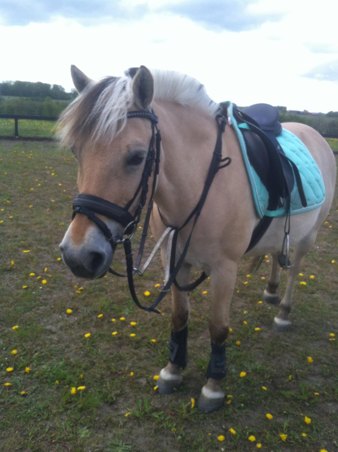 Fjordhest Mia HR billede 10