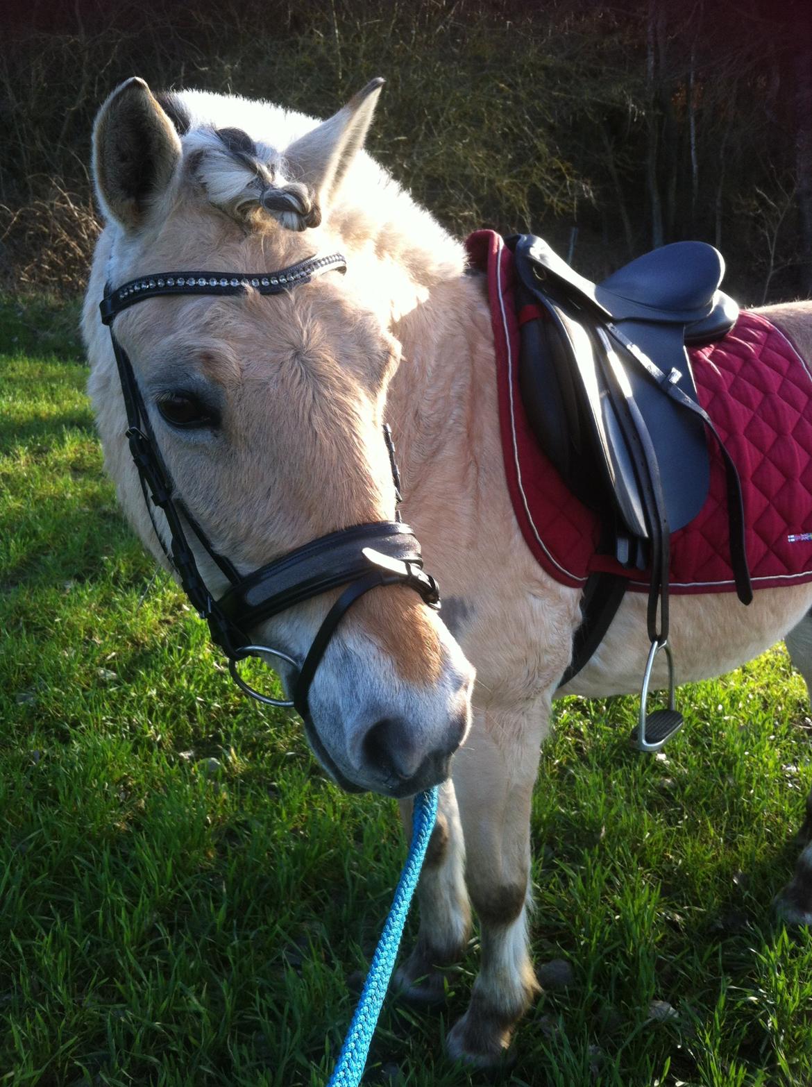 Fjordhest Mia HR - Igang med optræning efter pause  billede 6