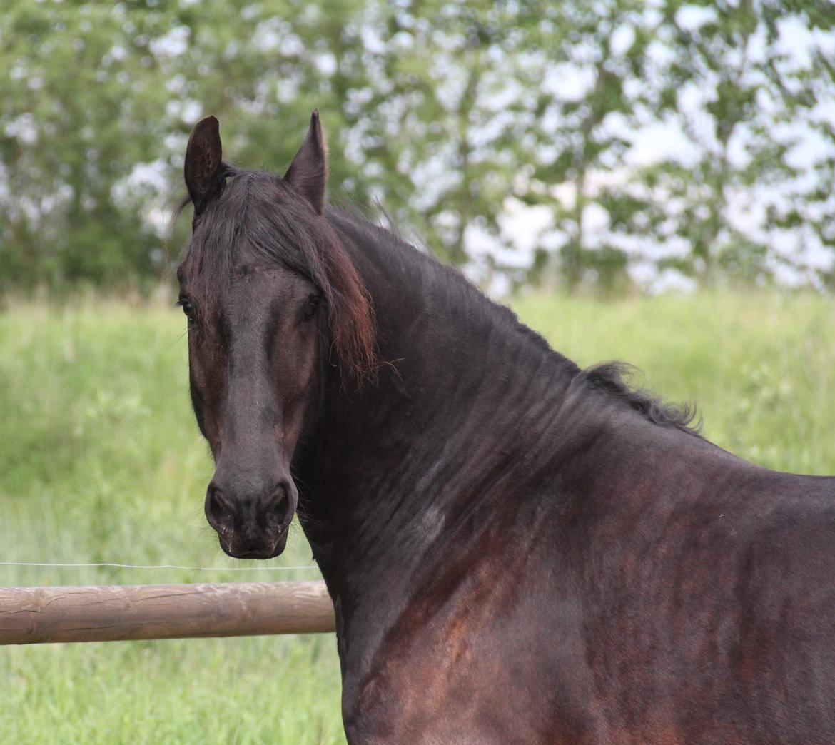 Frieser Barik *solgt* billede 1