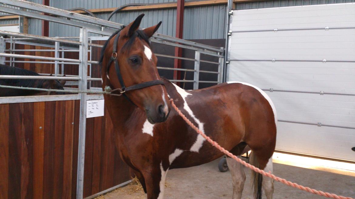 Pinto My Gucci - SOLGT billede 1