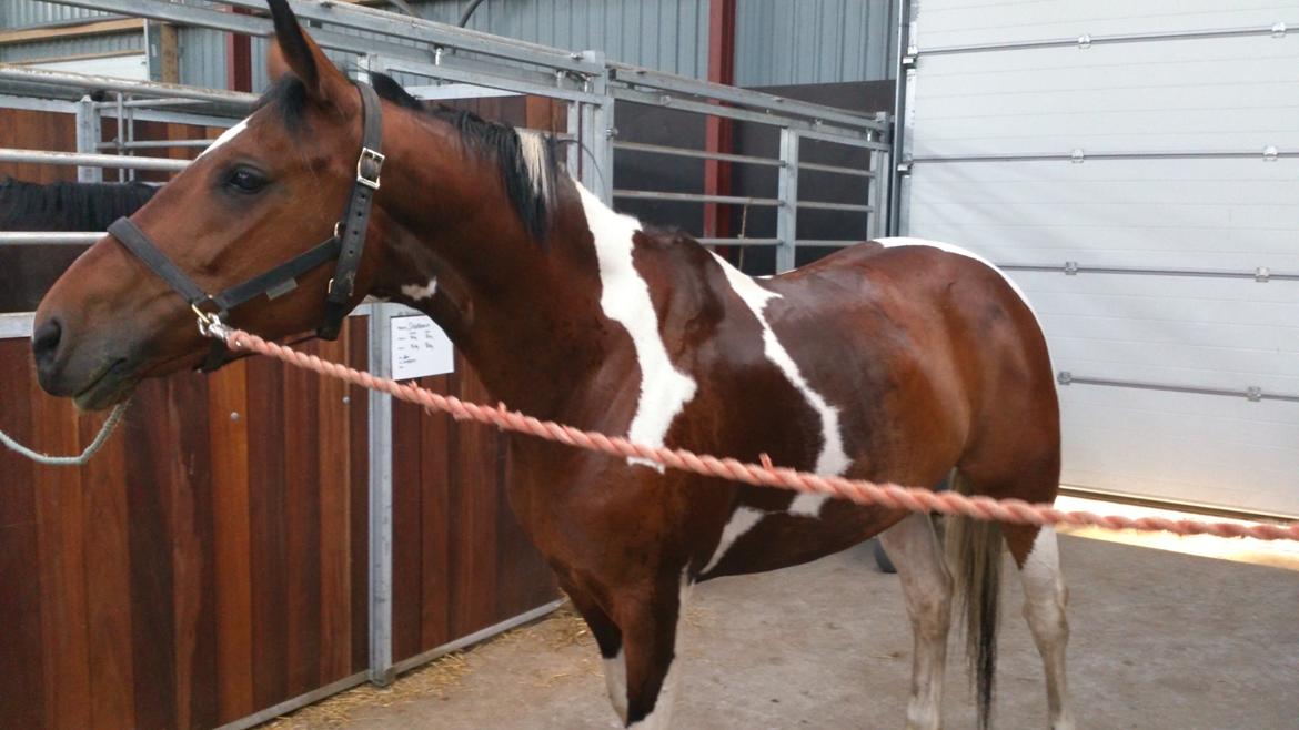 Pinto My Gucci - SOLGT billede 11