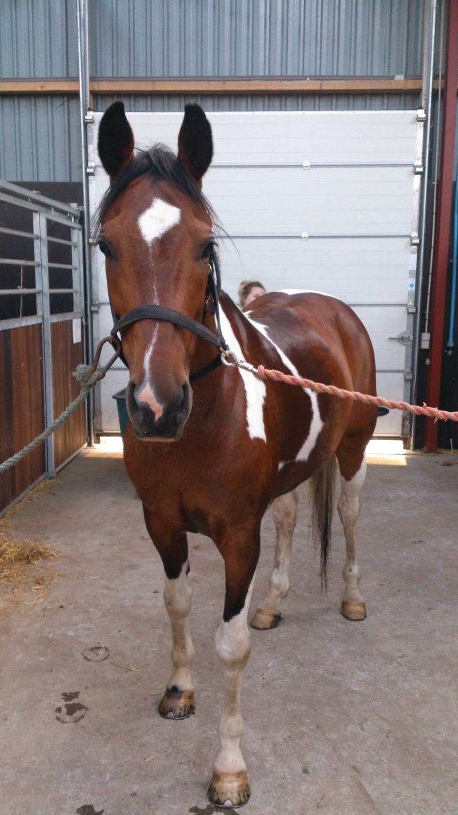 Pinto My Gucci - SOLGT billede 12