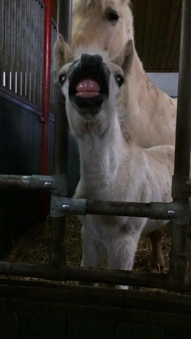 Fjordhest Risdal's Konstantinos billede 15