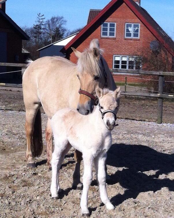 Fjordhest Risdal's Konstantinos billede 16