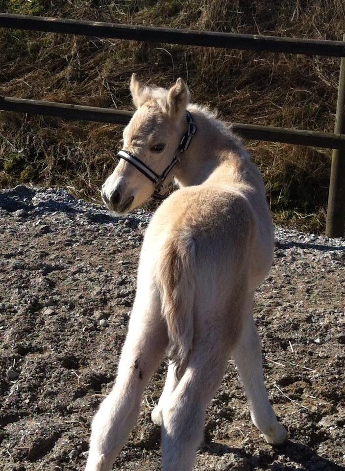 Fjordhest Risdal's Konstantinos billede 17