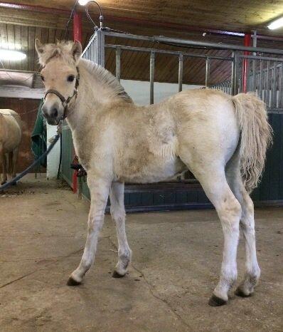 Fjordhest Risdal's Konstantinos billede 18