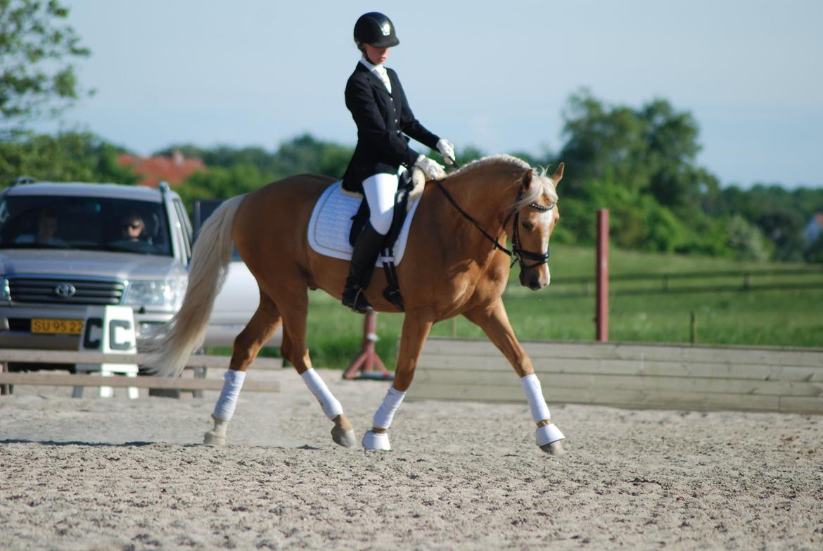 Palomino Stargolds Lopez himmelhest  - Stævne på Helsegård Sportsrideklub. Foto Ann-Janet Winther billede 6