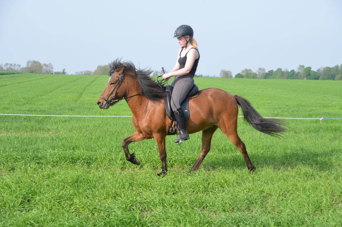 Islænder Jörp fra Skygge - Maj 2014 billede 12