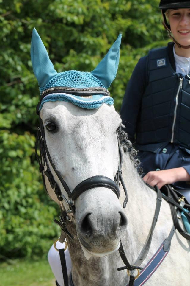 New Forest Marrondales Country Love - Marronen til stævne på S.E billede 5