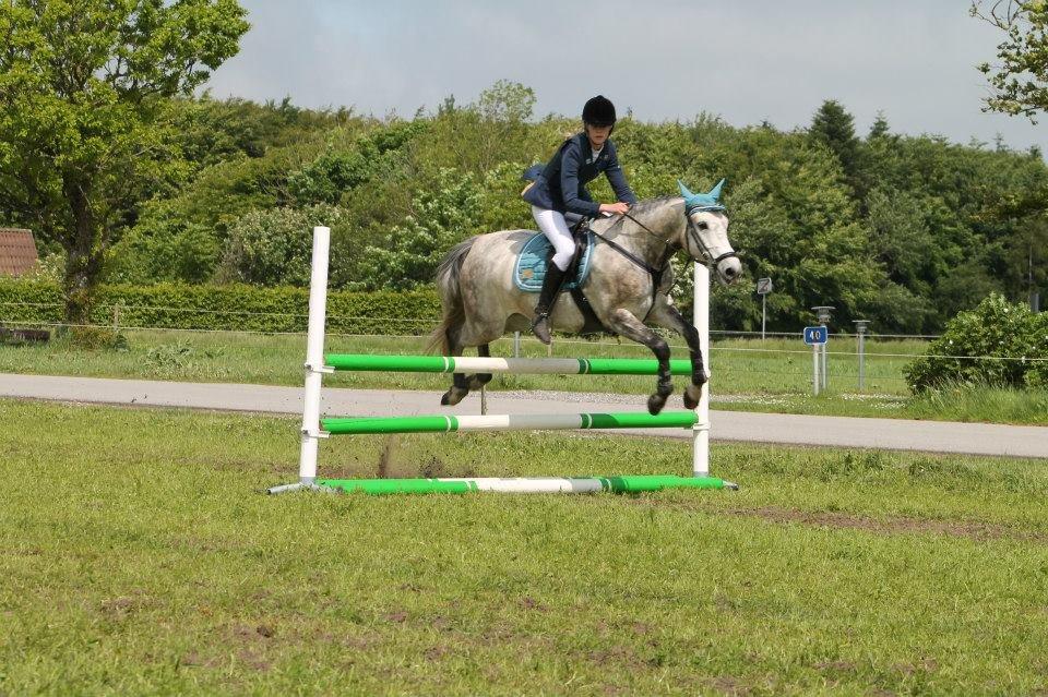 New Forest Marrondales Country Love - taget af marlene sønderhaven billede 17