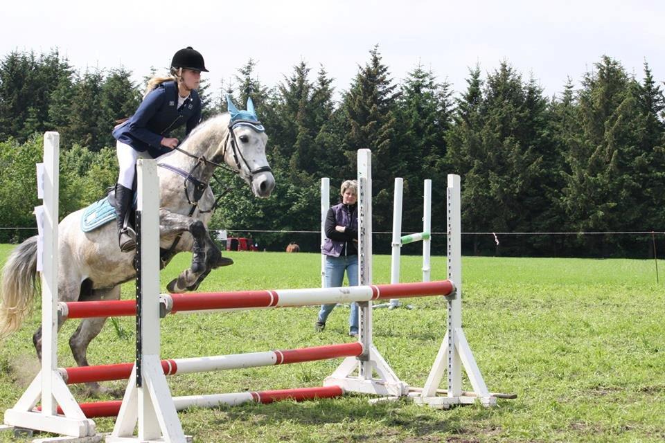 New Forest Marrondales Country Love - taget af katrine bukholt billede 19