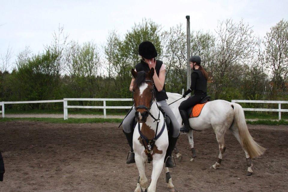 Pinto Skouvgaardens traissy billede 1