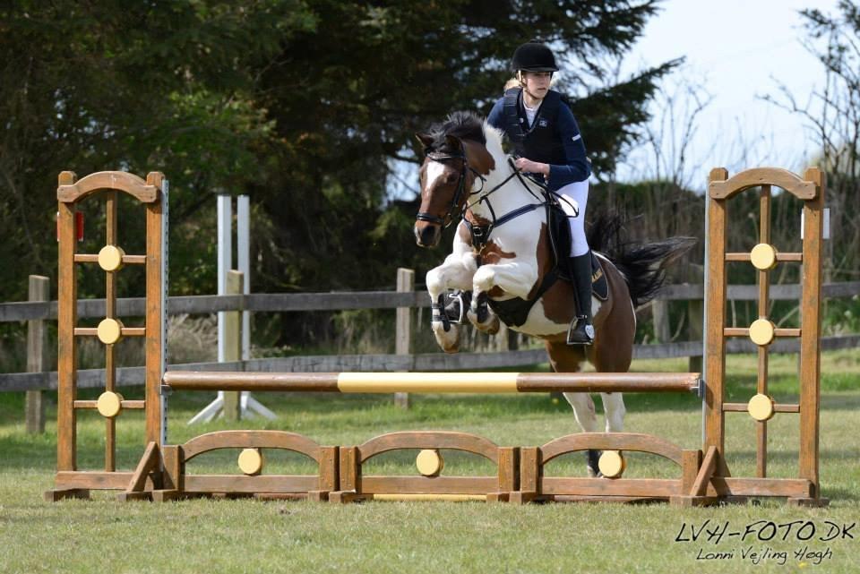 Pinto Skouvgaardens traissy billede 9