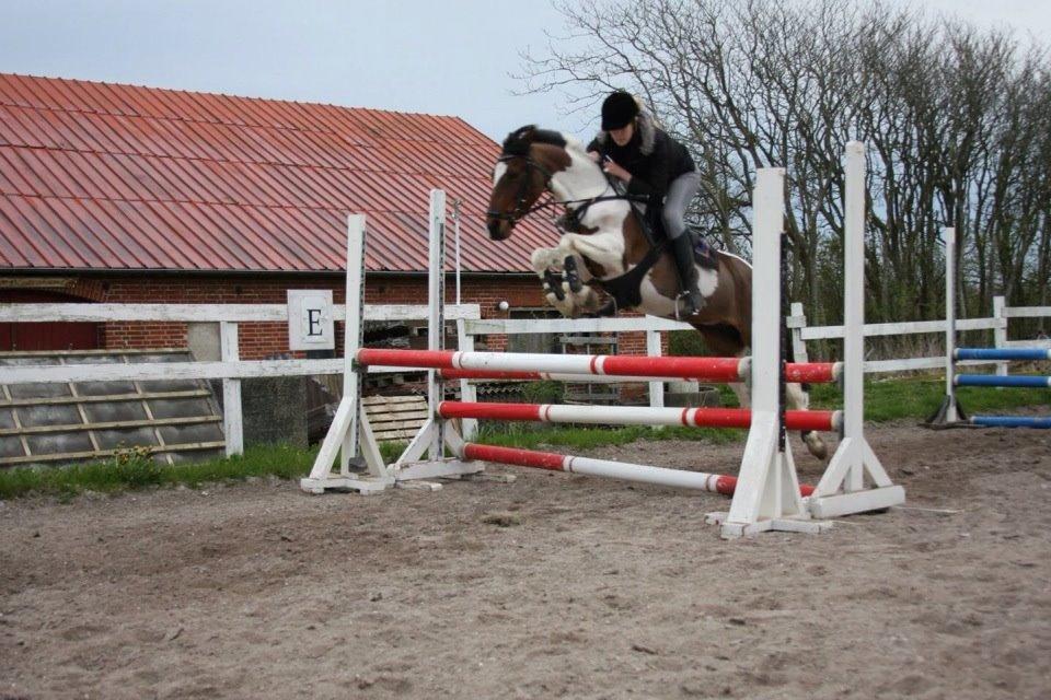 Pinto Skouvgaardens traissy billede 8