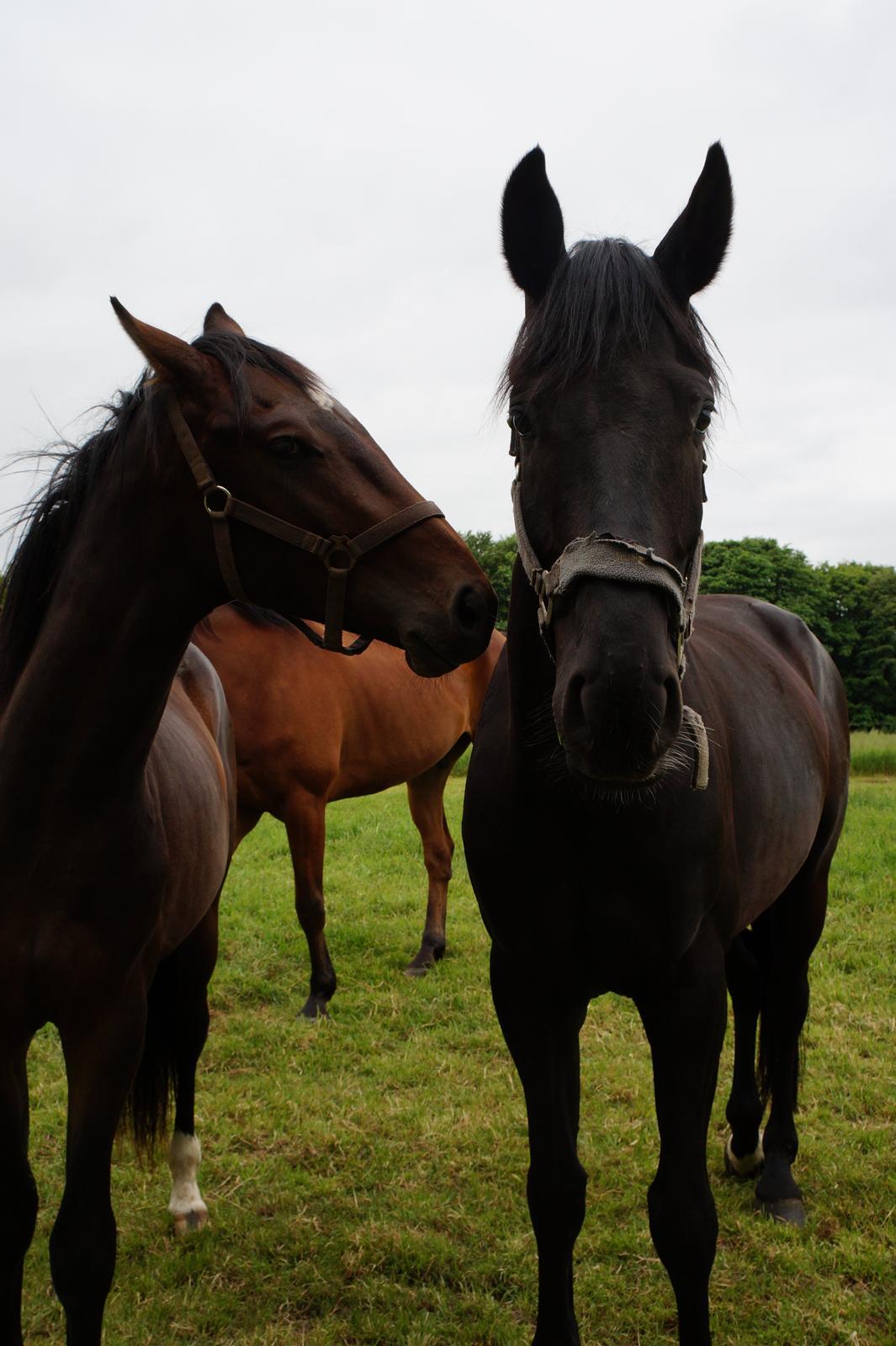 Dansk Varmblod Don Caramo billede 4