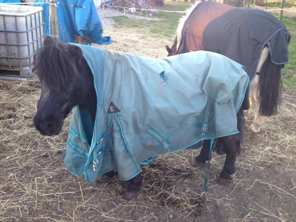 Shetlænder Dixie billede 2