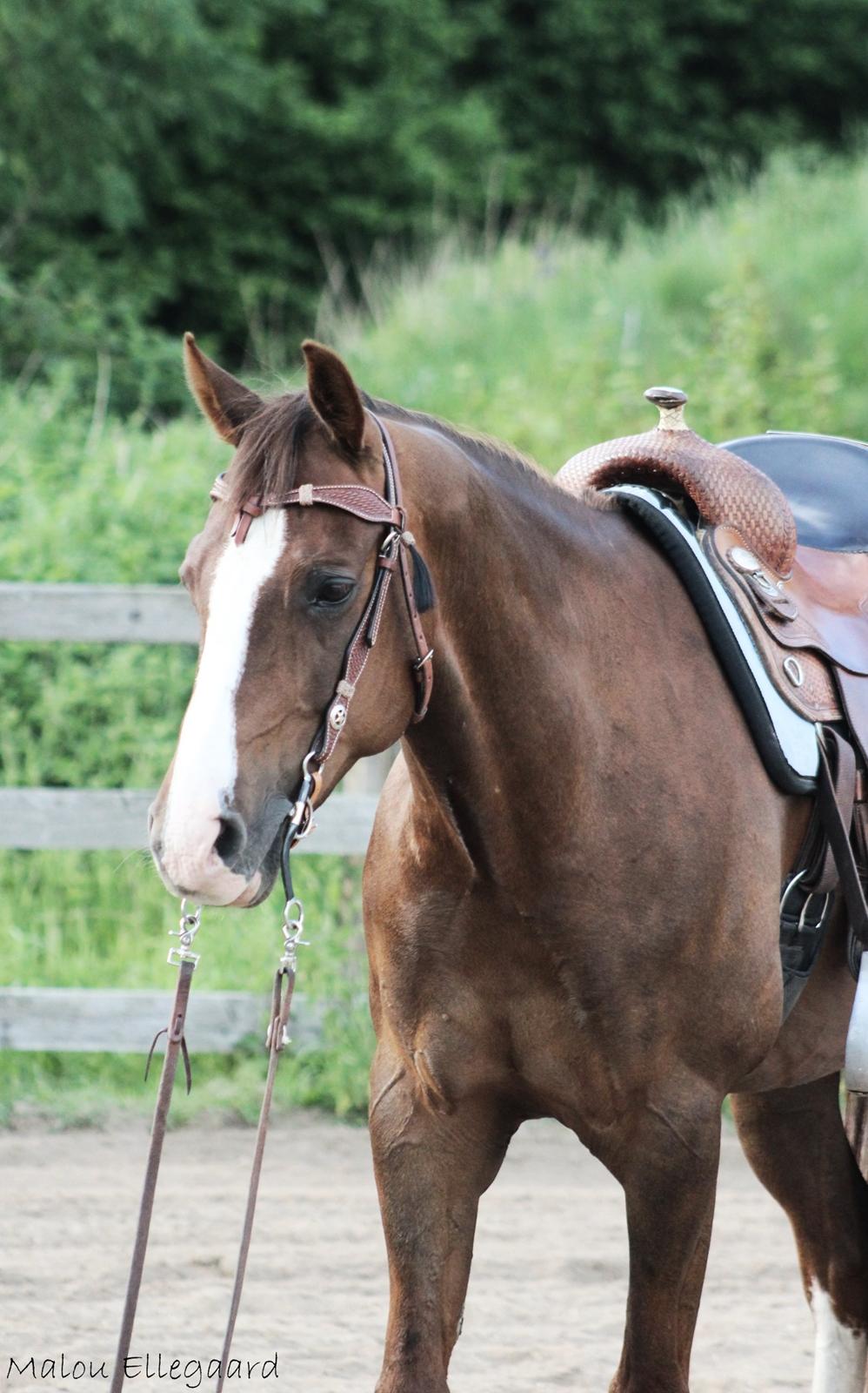 Quarter Special made by Poca billede 3