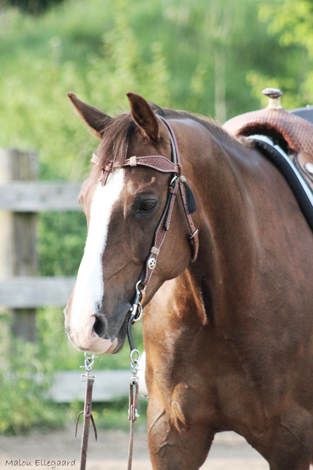 Quarter Special made by Poca billede 2