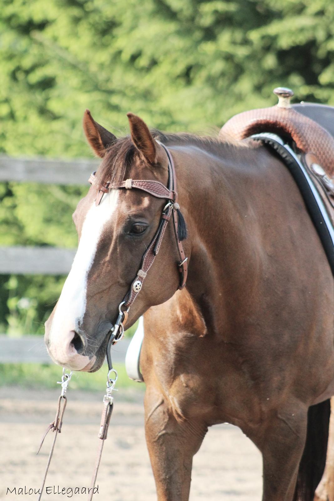 Quarter Special made by Poca billede 4